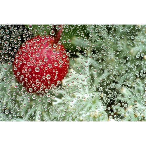 MI, Wintergreen berry and lichen through dew